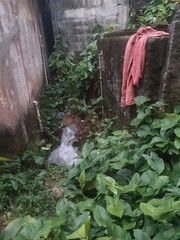 water flowing into the garden