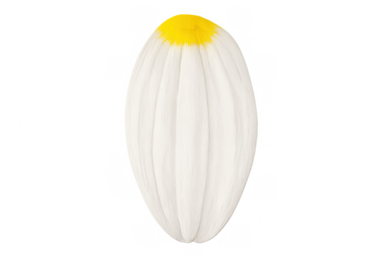 White daisy petal with yellow tip isolated on transparent background, representing purity, innocence, and natural beauty