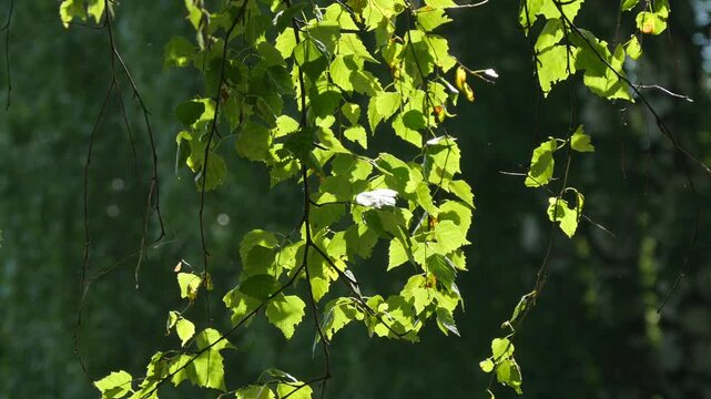 The crown of the tree sways against the background of a blue sky with a floating cloud and a bright sparkling sun on a summer day.