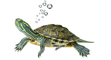 Naklejka premium Isolated Pond Slider Turtle Underwater