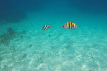 Sergeant Major Fish Swimming in Clear Caribbean Waters – Roatán, Honduras