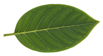 Fototapeta premium Isolated Green Leaf