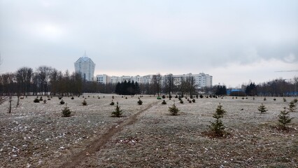 After a snowfall, remnants of snow lie on the grass of a lawn with young spruce trees. Behind the trees are residential houses. Frosty weather. The winter sun sometimes breaks through the cloud cover