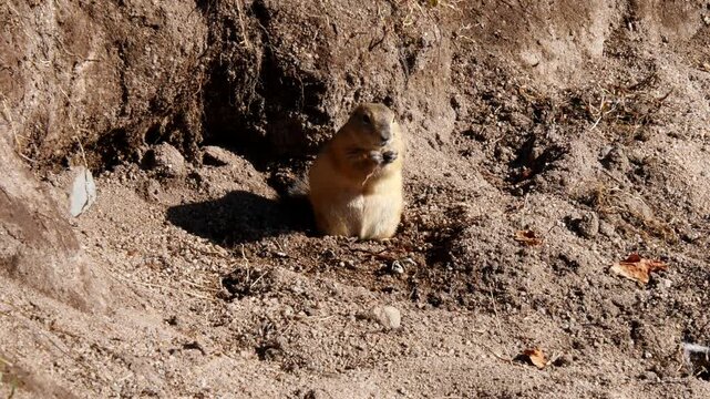 A ground squirrel warily hides in the grass in the Mongolian steppe on a sunny summer day.