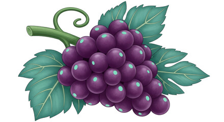 Isolated Bunch of Purple Grapes