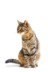 Handsome brown tabby cat in sitting position on white background. Pet portrait. Cute animal.