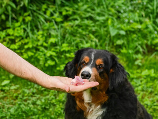 Person hand holding tasty food in front of huge and cute Bernese mountain dog, green nature background. Feeding time and giving favorite pet a snack concept.