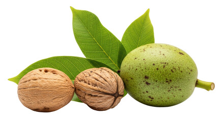 Isolated Walnuts and Green Walnut