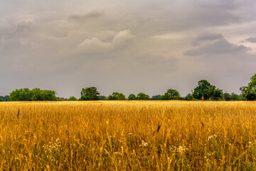 Golden Field Under Overcast Skies with Distant Tree Line in the English Countryside