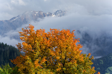 Vibrant autumn colours with partly cloud covered Greater Caucasus mountains in the background in Heshkili near Mestia, Georgia on early October evening.