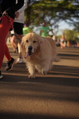 Beautififul Golden Dog walking at Marathon