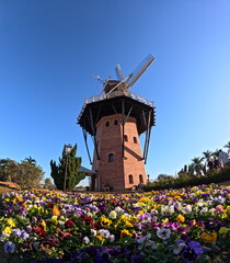 Colorful Blooms and Blue Skies at the Windmill Holambra