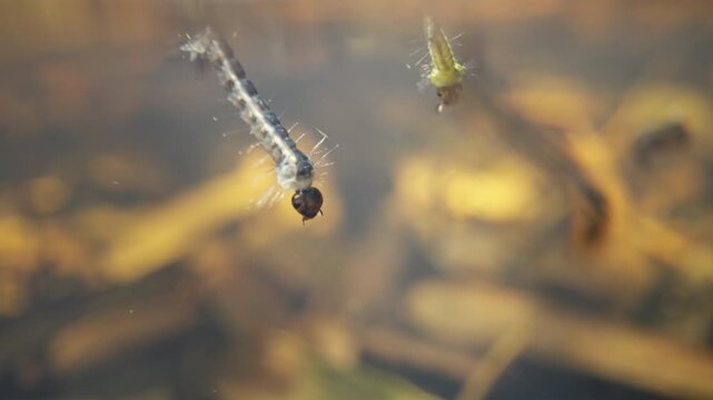 Larval Mosquito Pair Isolated in Aquatic Habitat with Natural Lighting