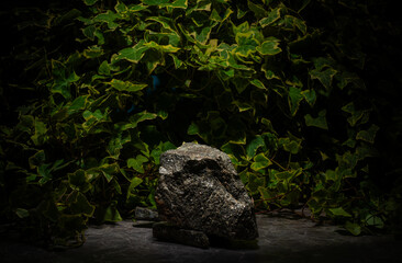 real natural stones and plants for podium background. dark textured stones and real leaves for presentation of cosmetics medicine jewelry perfumery products