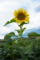 Sonnenblume im Hochformat