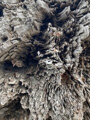 Closeup of Driftwood at La Push Beach 