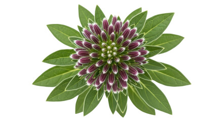 Isolated Protea Flower