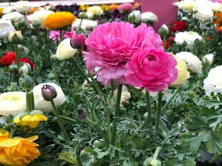 Multicolor Ranunculus Garden in Full Bloom