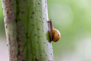 A small snail with a yellow shell crawling on a green plant stem