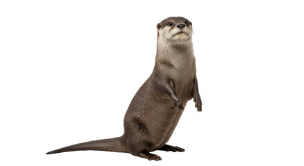 Isolated Otter