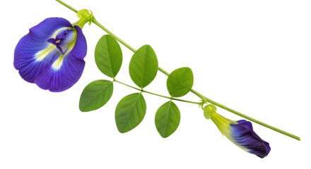 Isolated Butterfly Pea Flower