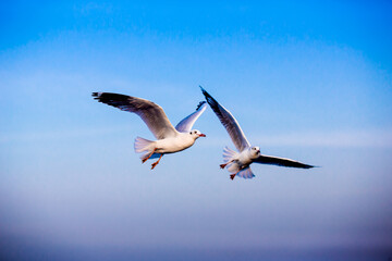 Seagulls fly freely in the blue sky.