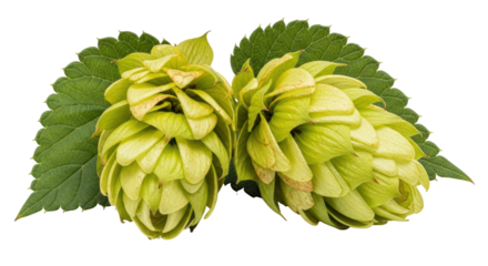 Isolated Two hop cones with leaves