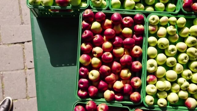 Vibrant Apple Harvest: A colorful display of freshly harvested apples in various hues, arranged in neat rows within green containers, evoking the essence of a bountiful harvest.