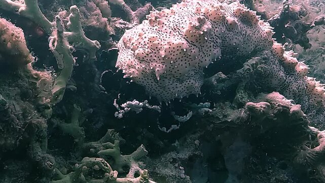 Close-up of a spotted sea cucumber &ndash; Bohadschia-argus &ndash; resting on coral reef. Its sticky body is covered in dark spots and tubercles. Filmed in the Philippines.