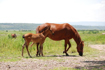 horse and foal