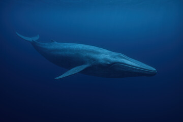 Obraz premium Blue Whale in Ocean Depths - Majestic Marine Life Photography