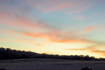 Colorful sunset with birds flying over forest © MiguelA