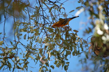 bird on tree
