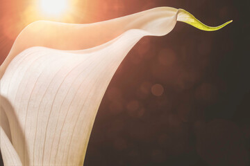 White calla lily flower close up backlit by sunshine, nobody