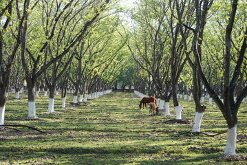 horse in a meadow