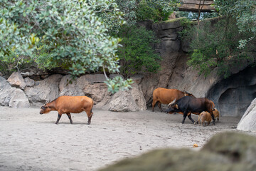 African buffaloes at Bioparc Valencia standing near rocks and water in tranquil zoo habitat surrounded by nature
