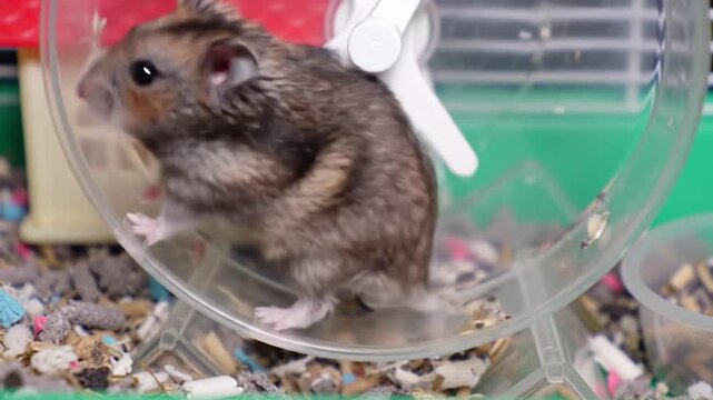hamster running inside clear plastic wheel