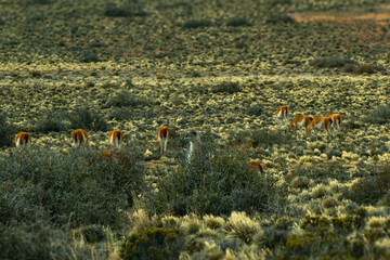 Wild guanacos across the Patagonian Steppe
