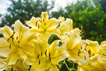 Fototapeta premium 黄色い花
