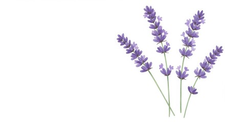Watercolor lavender sprigs, isolated on white, vector style, calming purple hues, slender stems, airy feel