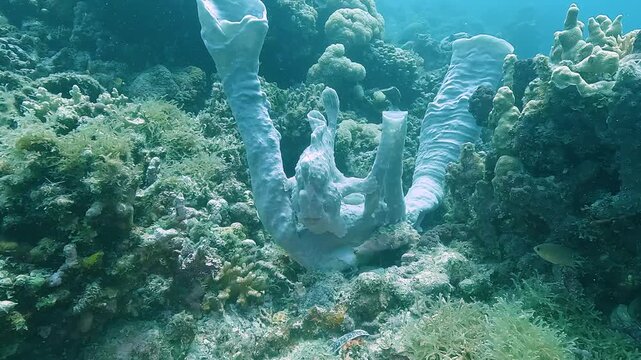 Wide shot of a giant white frogfish &ndash; Antennariidae &ndash; resting motionless on coral, followed by a slow zoom to a detailed close-up of its camouflaged body. Check my portfolio for more frogfish footage