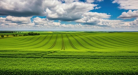Obraz premium Expansive green agricultural fields under a vast blue sky with scattered white clouds a beautiful rural landscape