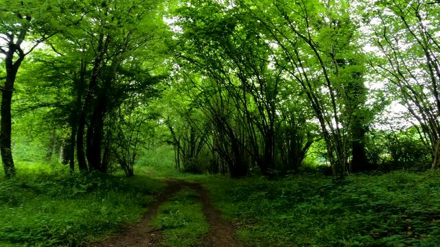 View of the treetops in the deep forests of beech and oak, in the province of Alava, Spain.