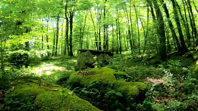 View of the treetops in the deep forests of beech and oak, in the province of Alava, Spain.