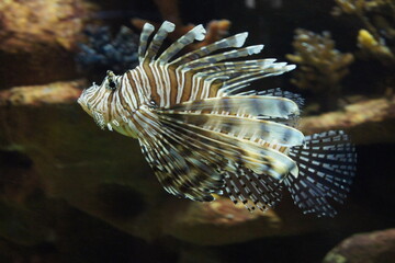 Lionfish