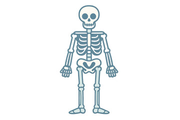 Cartoon Skeleton Illustration, Halloween, Anatomy, Bone Structure, Spooky, Funny [Illustration]