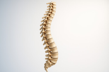Human Spine Illustration, Skeletal System Anatomy, Vertebral Column on White [Illustration]