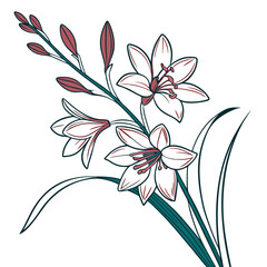 vector illustration of a ixia corn lily