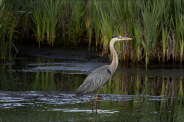 Blue Heron