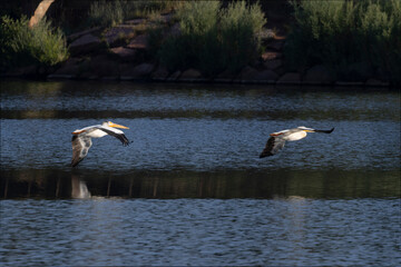 American Wihte Pelicans